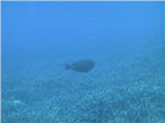 Coral Reef from Submarine at Kailua Kona