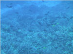 Coral Reef from Submarine at Kailua Kona