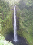 Akaka Falls - 442 Feet