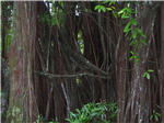 Akaka Falls State Park - Banyon Tree