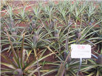 Dole Plantation - Pineapple